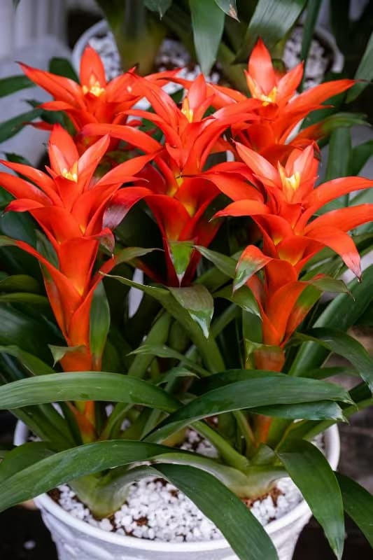 Guzmania (Guzmania lingulata)