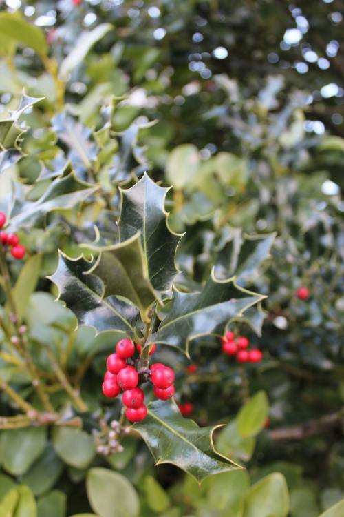 Stechpalme (Ilex aquifolium)