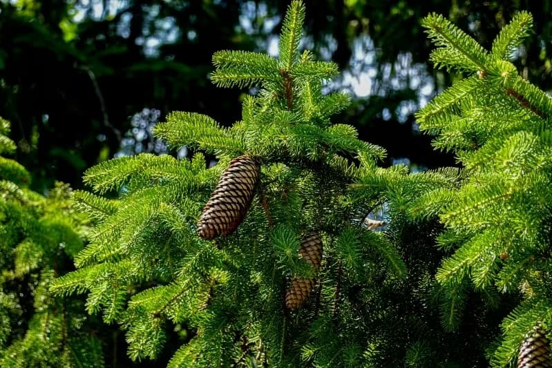 Abete rosso europeo (Picea abies)