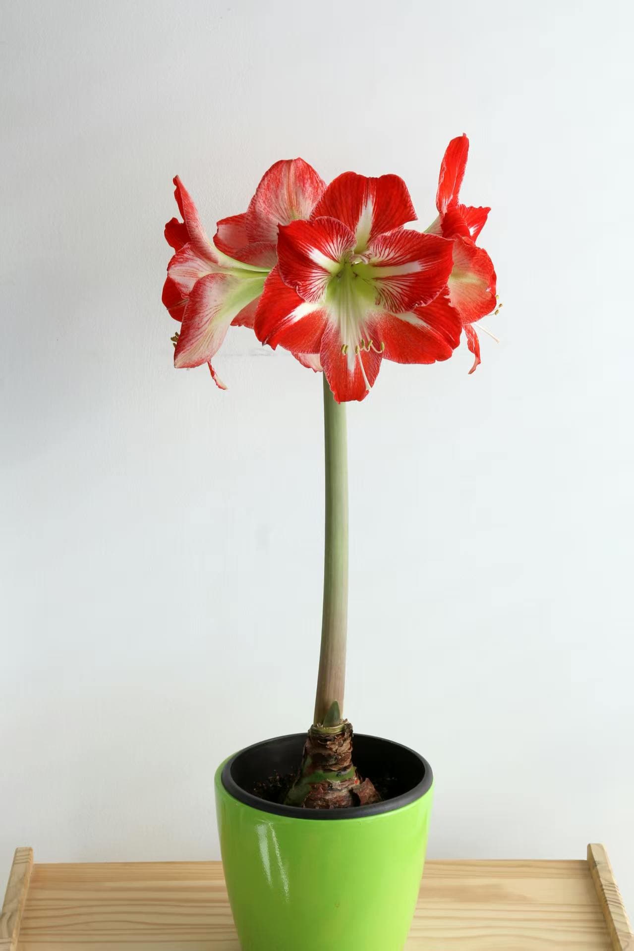 Amaryllis striata (Hippeastrum striatum)