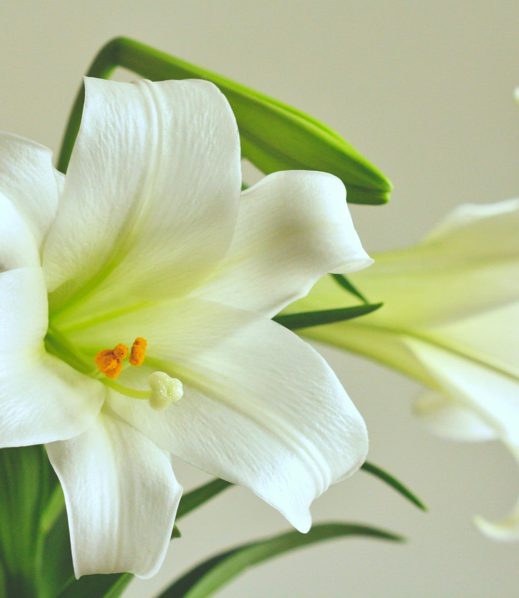 Weihnachtslilie (Lilium longiflorum)