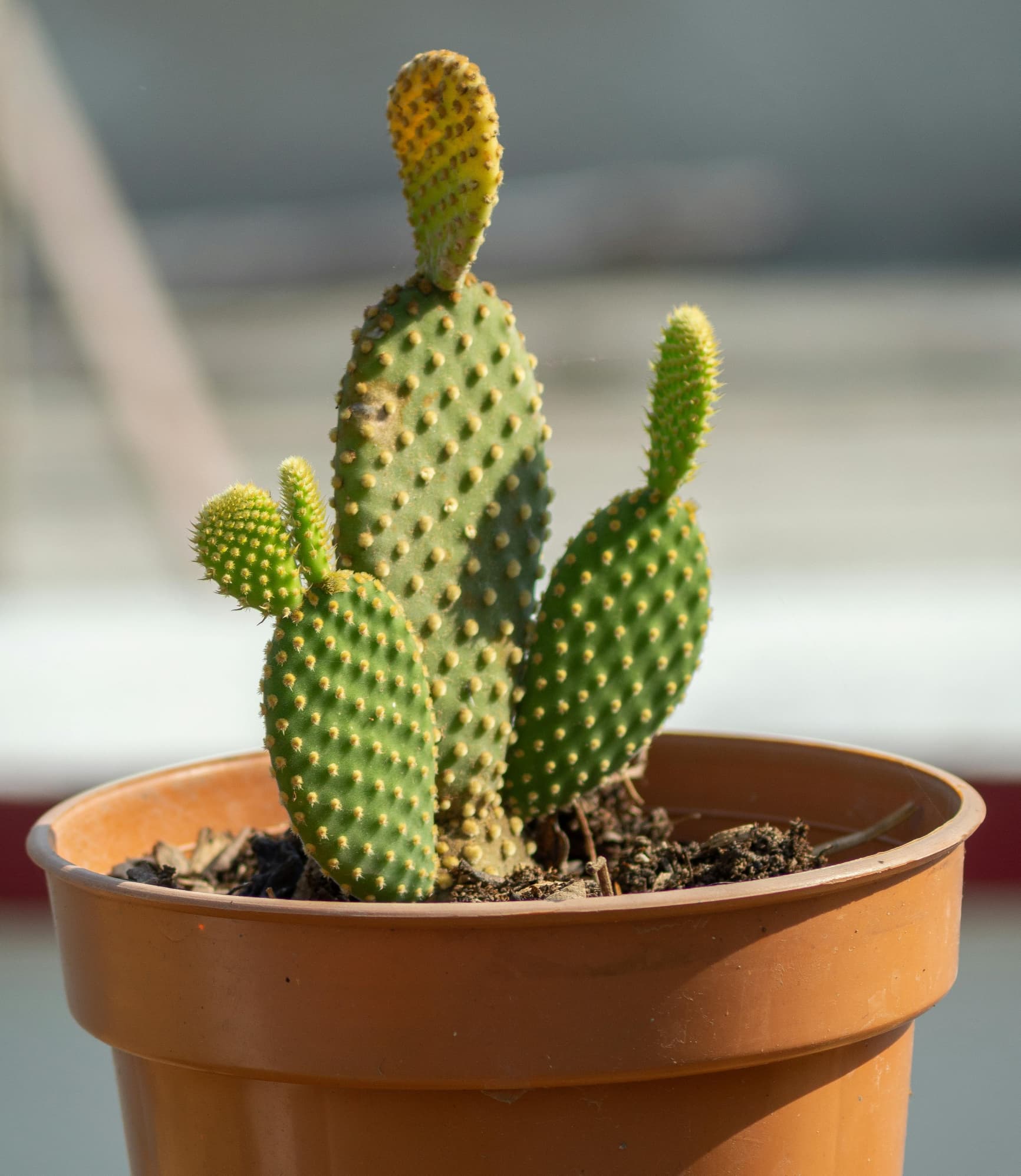 Mausohrkaktus (Opuntia microdasys)