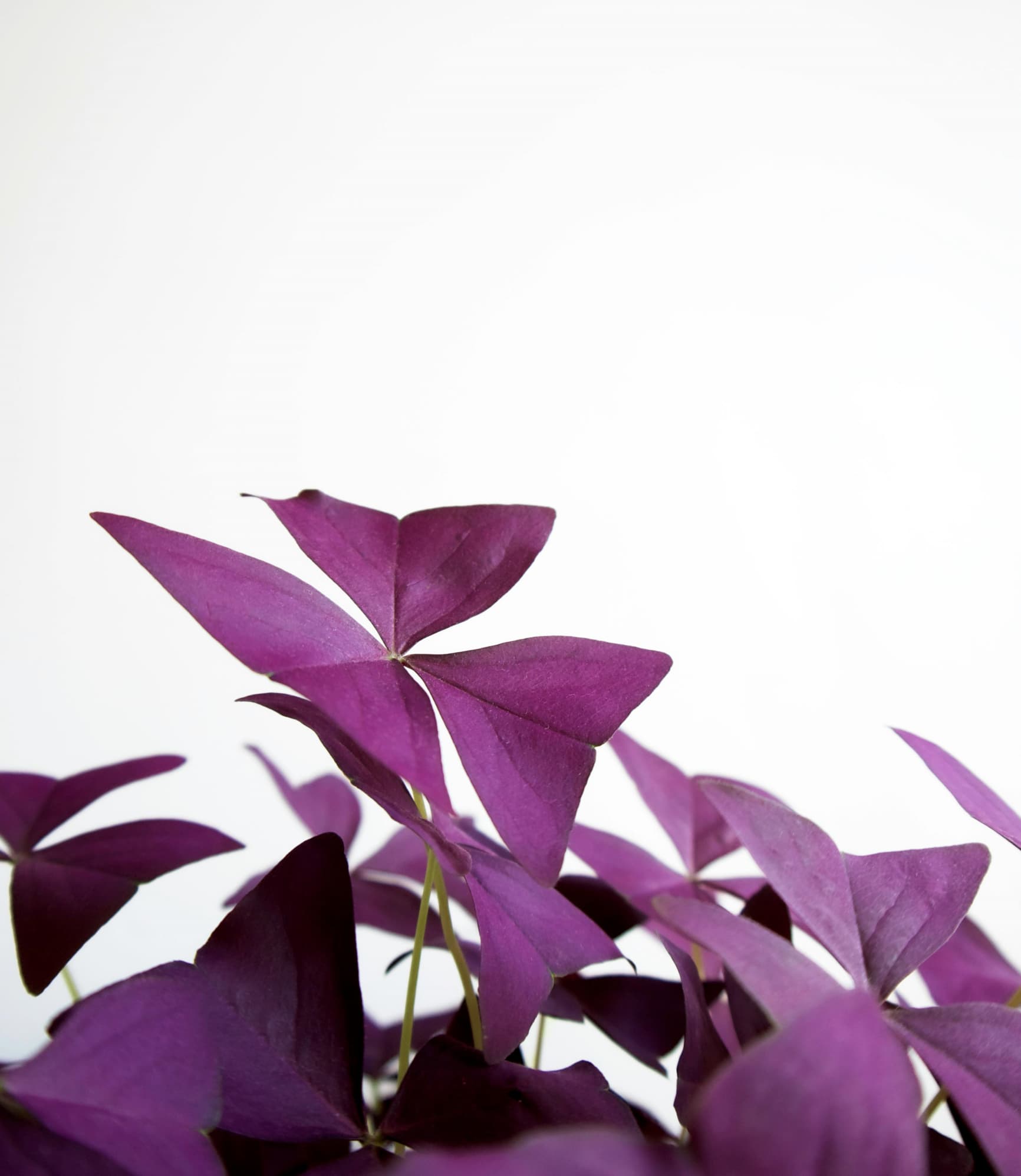 Dreieckiger Sauerklee (Oxalis triangularis)