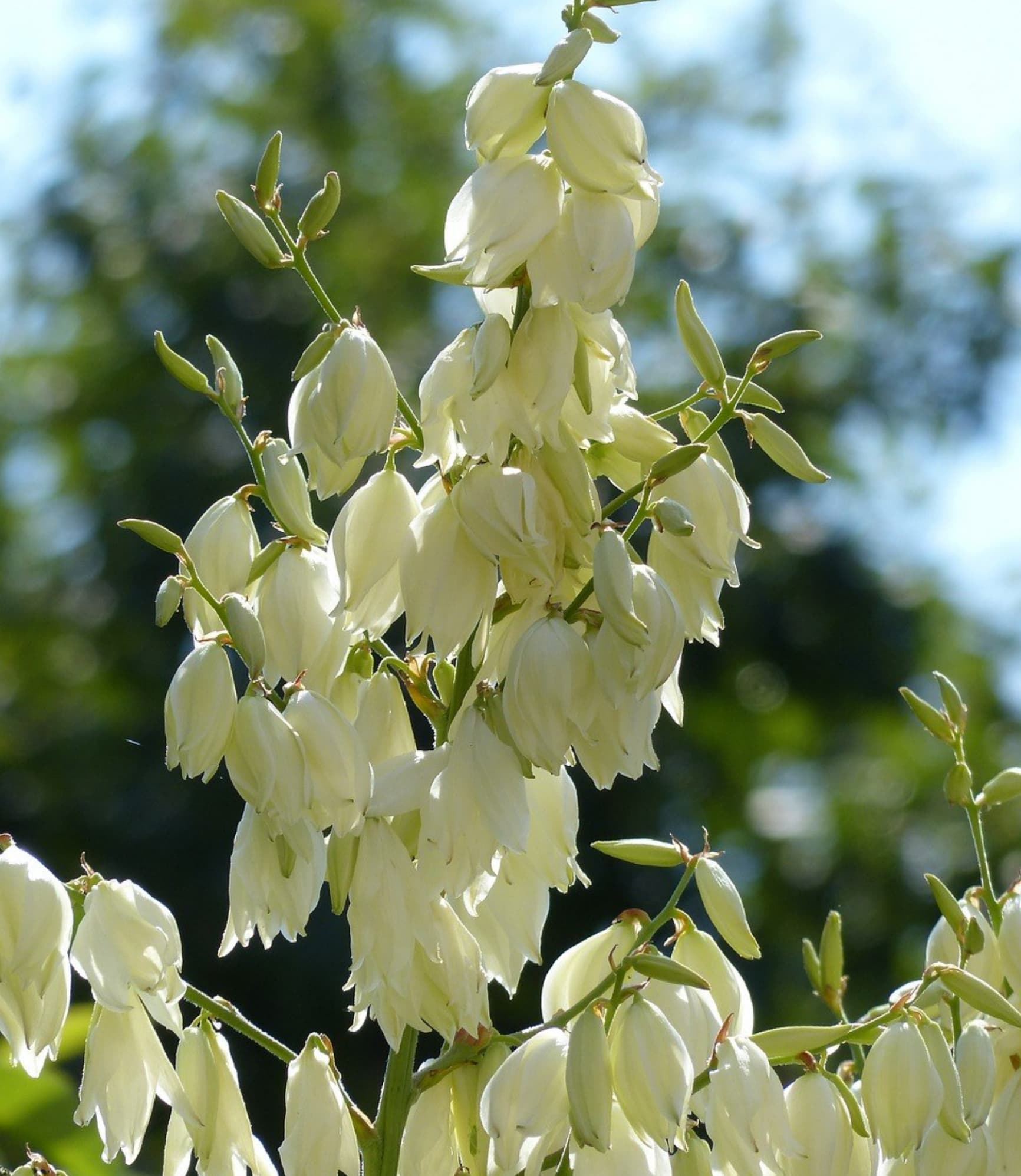 Adam's Needle (Yucca filamentosa)