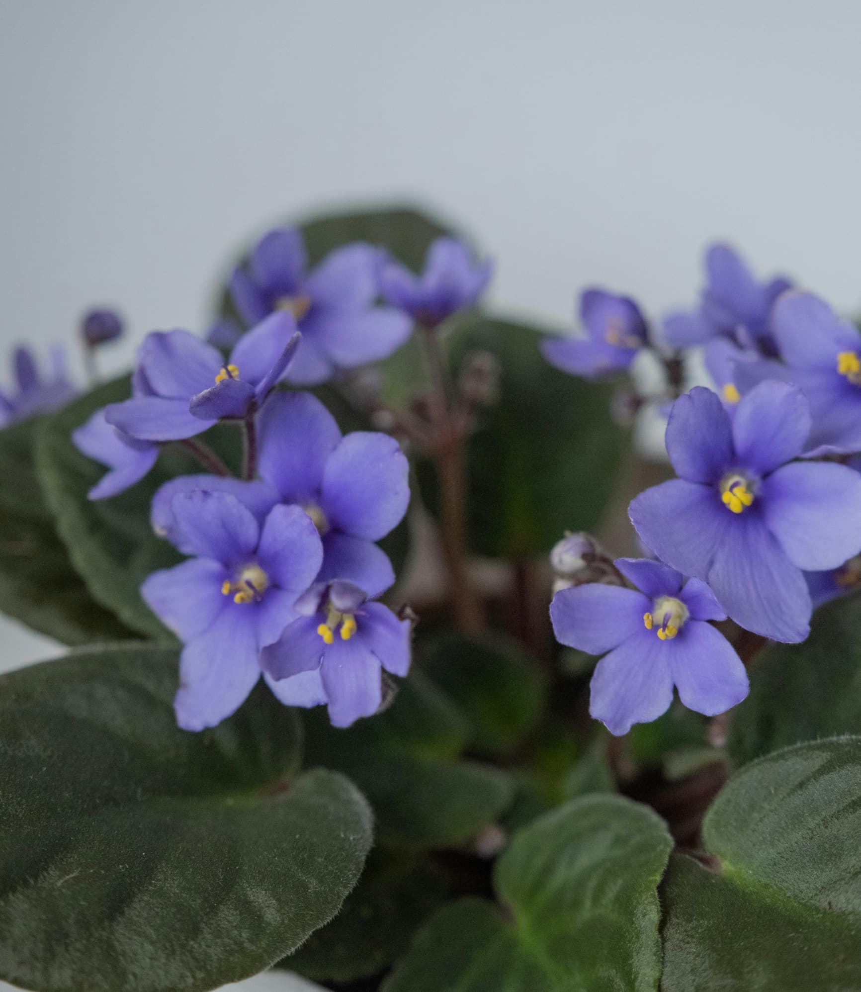 Usambaraveilchen (Saintpaulia ionantha)