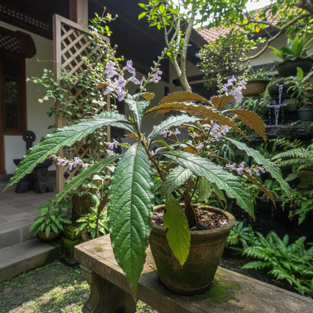 Black Face General (Strobilanthes crispus)