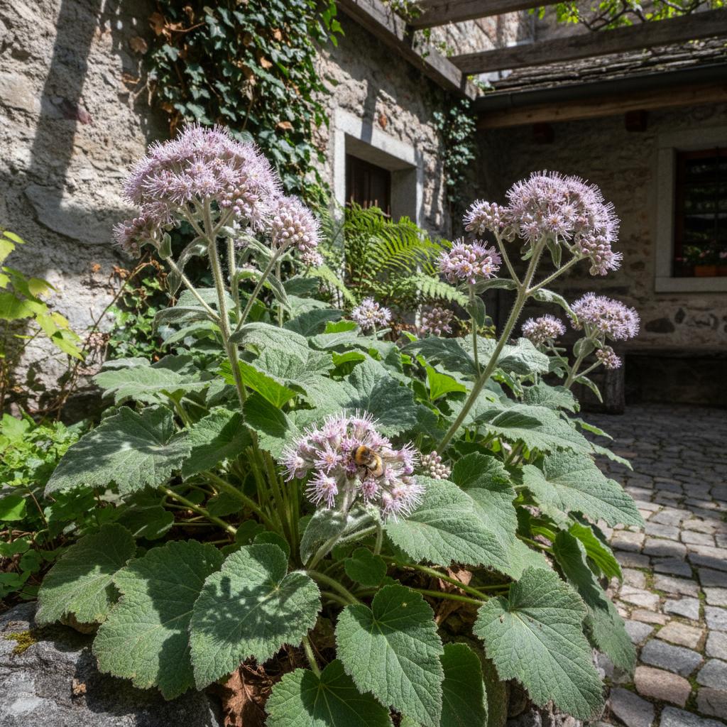 Alpen-Wiesenknopf (Adenostyles alpina)