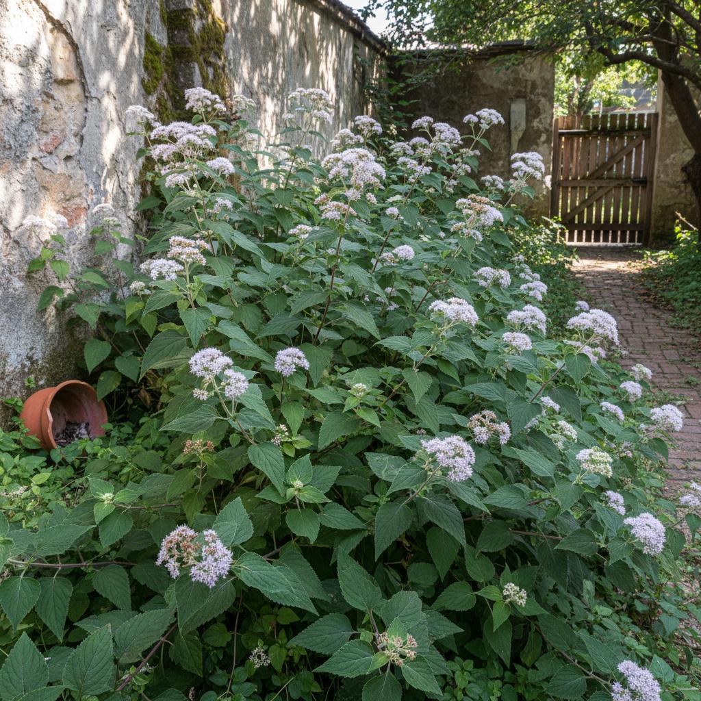 Neuseeland-Kraut (Ageratina adenophora)