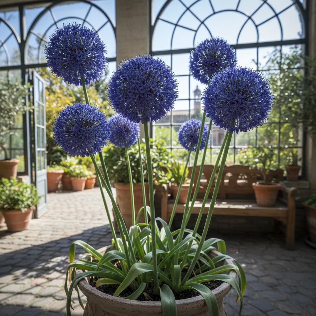 Blaue Lauchblume (Allium azureum)
