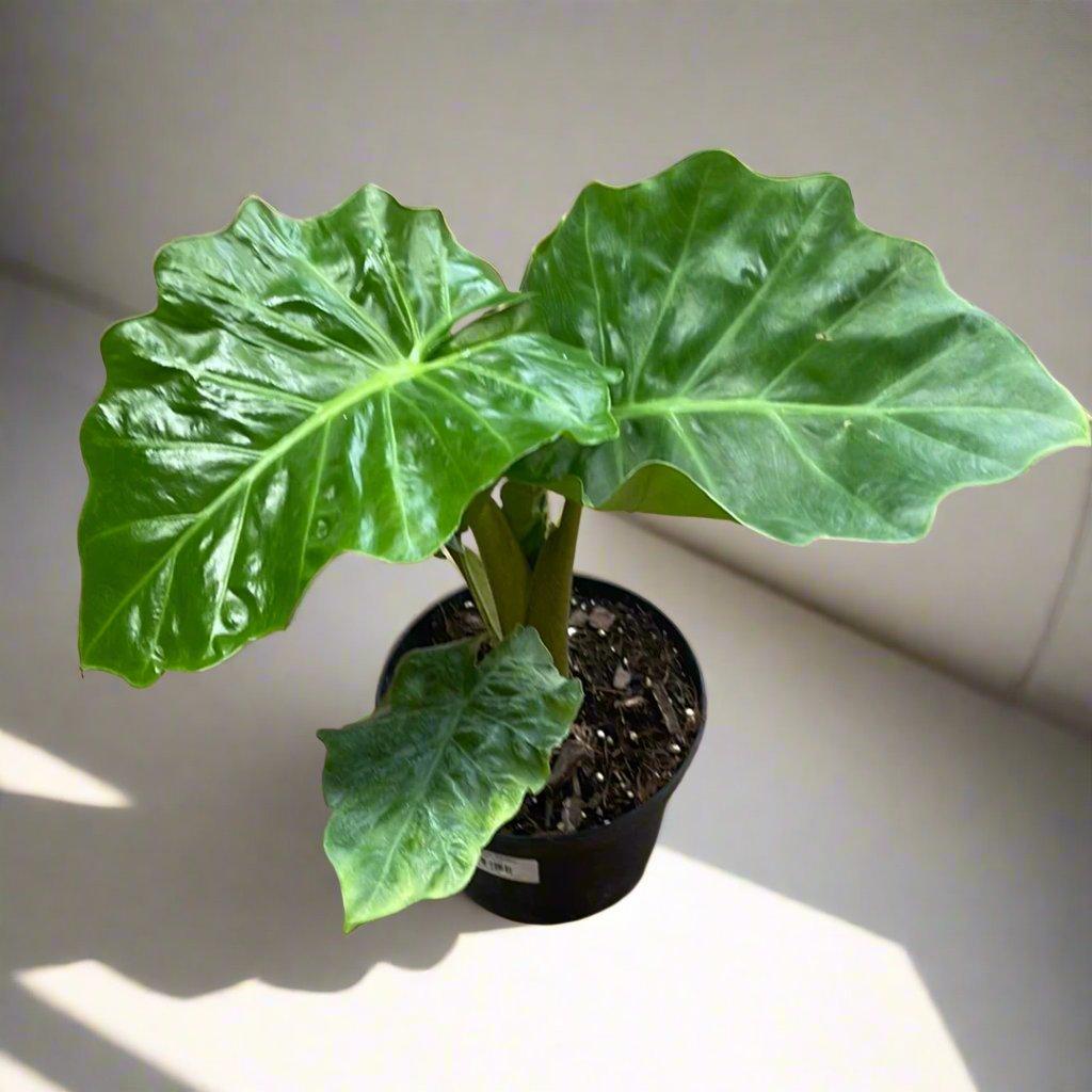 Zwerg-Alokasie 'Low Rider' (Alocasia 'Low Rider')