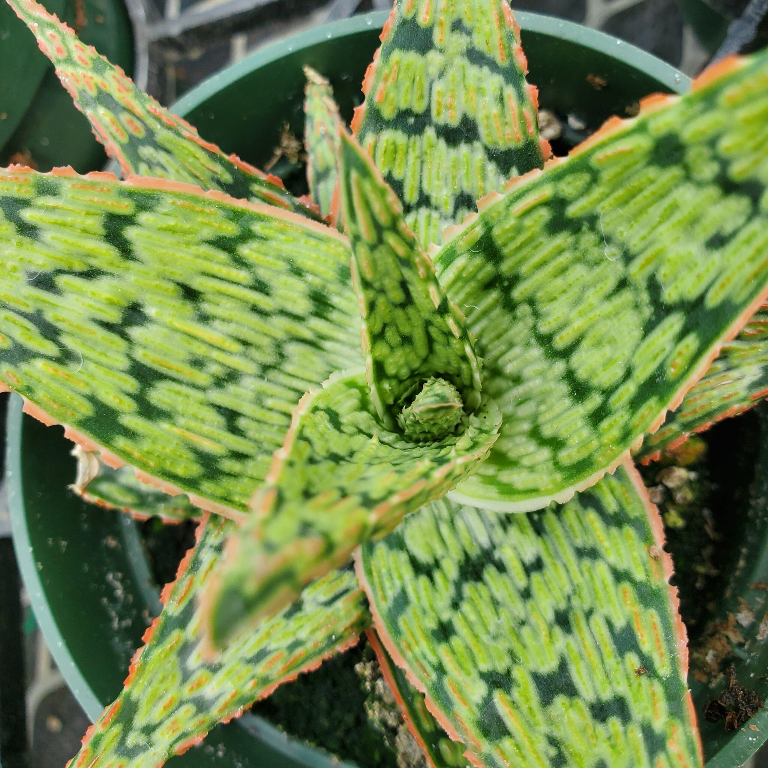 Rote Blattaloe 'Pink Blush' (Aloe 'Pink Blush')