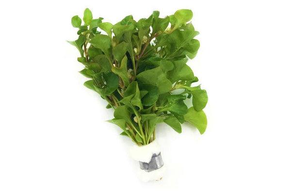 Blutleberblume (Alternanthera bettzickiana)