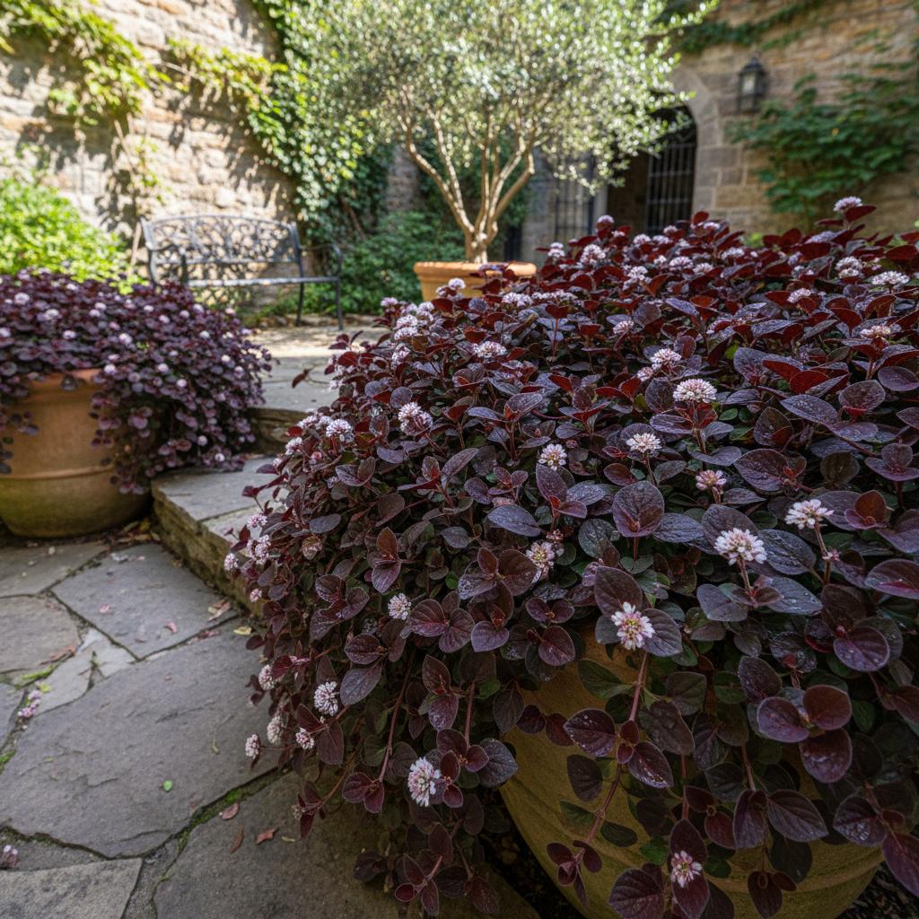 Purpur-Alternanthera (Alternanthera dentata)