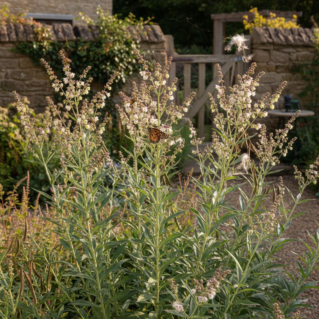 Indische Hanf (Apocynum cannabinum)