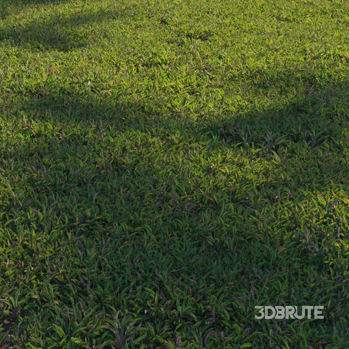 Breitblättriges Kriegras (Axonopus compressus)