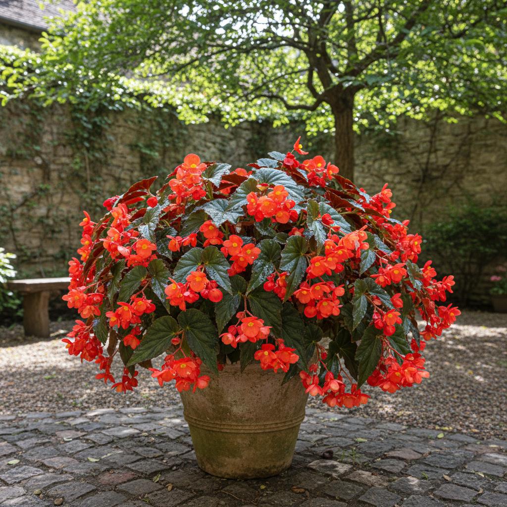 Solenia-Begonie (Begonia solenia)