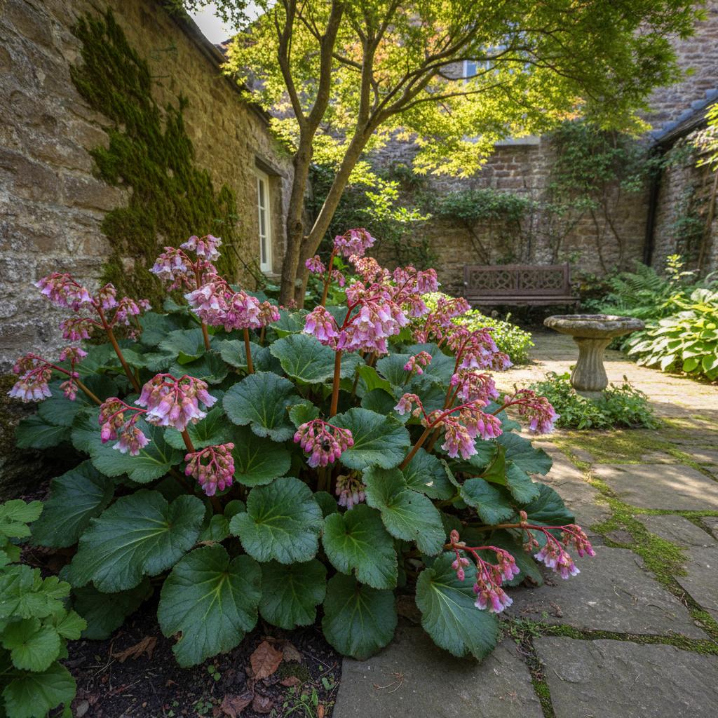 Bergenia a foglie cuoriformi (Bergenia cordifolia)
