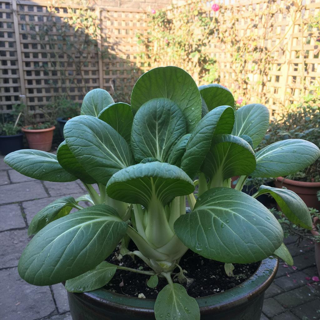 Pak Choi (Brassica rapa subsp. chinensis)