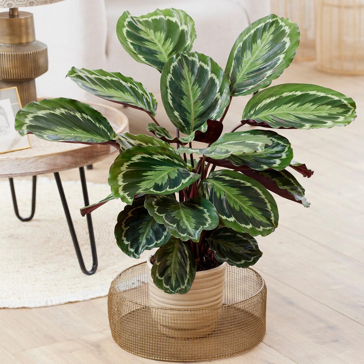 Kalathea (Calathea)