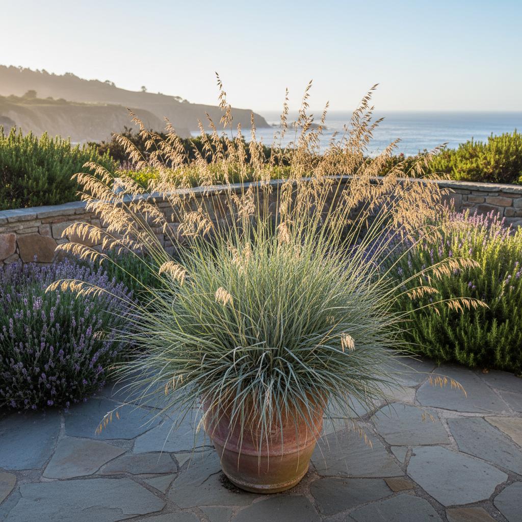 Laubiger Rohrschwingel (Calamagrostis foliosa)
