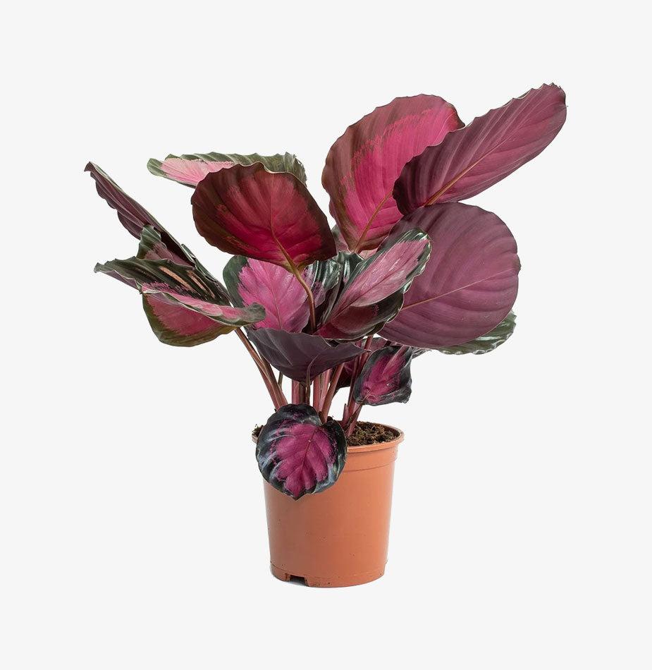 Gemusterte Calathea (Crimson) (Calathea picturata 'Crimson')