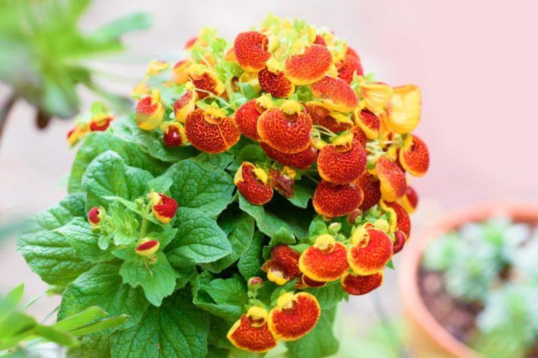 Taschenblume (Calceolaria herbeohybrida)
