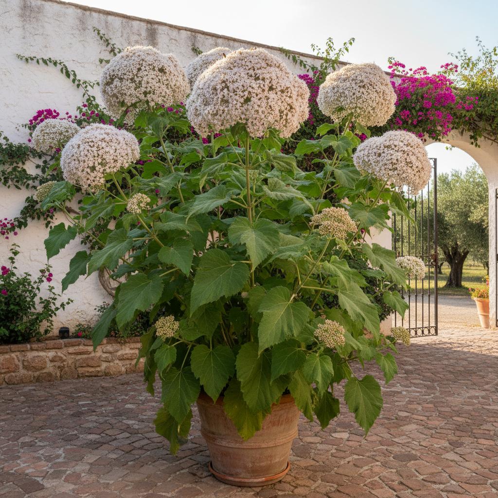 Pompom-Korbblütler (Campuloclinium macrocephalum)