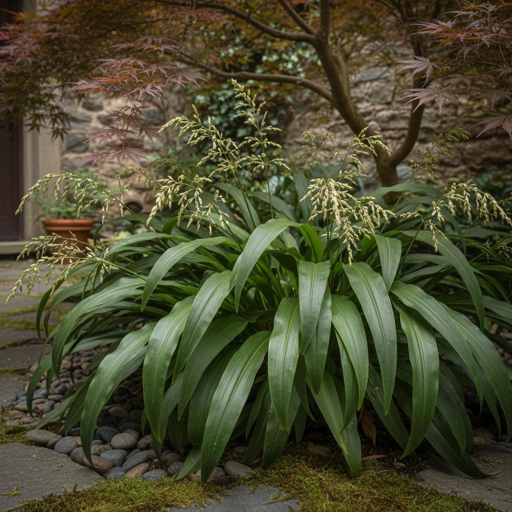 Blattahns-Segge (Carex plantaginea)
