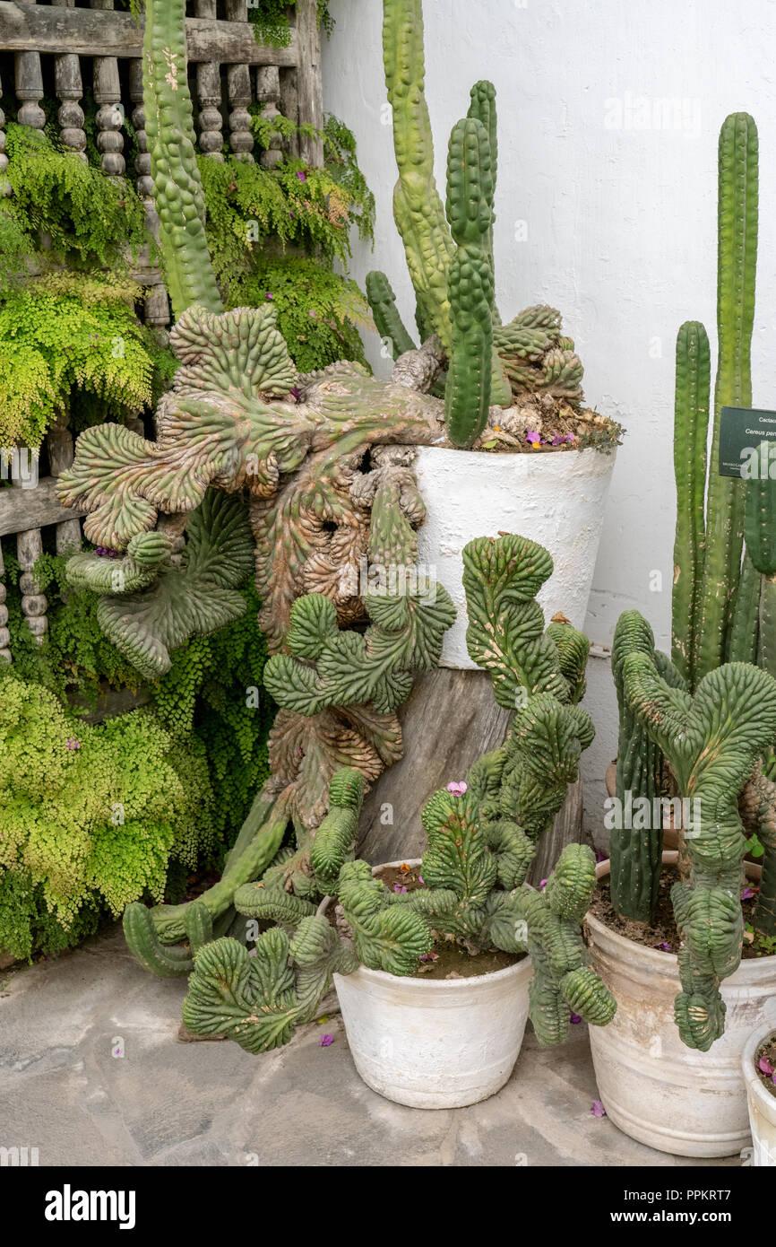 Monströser Cereus (Cereus peruvianus 'Monstrosus')