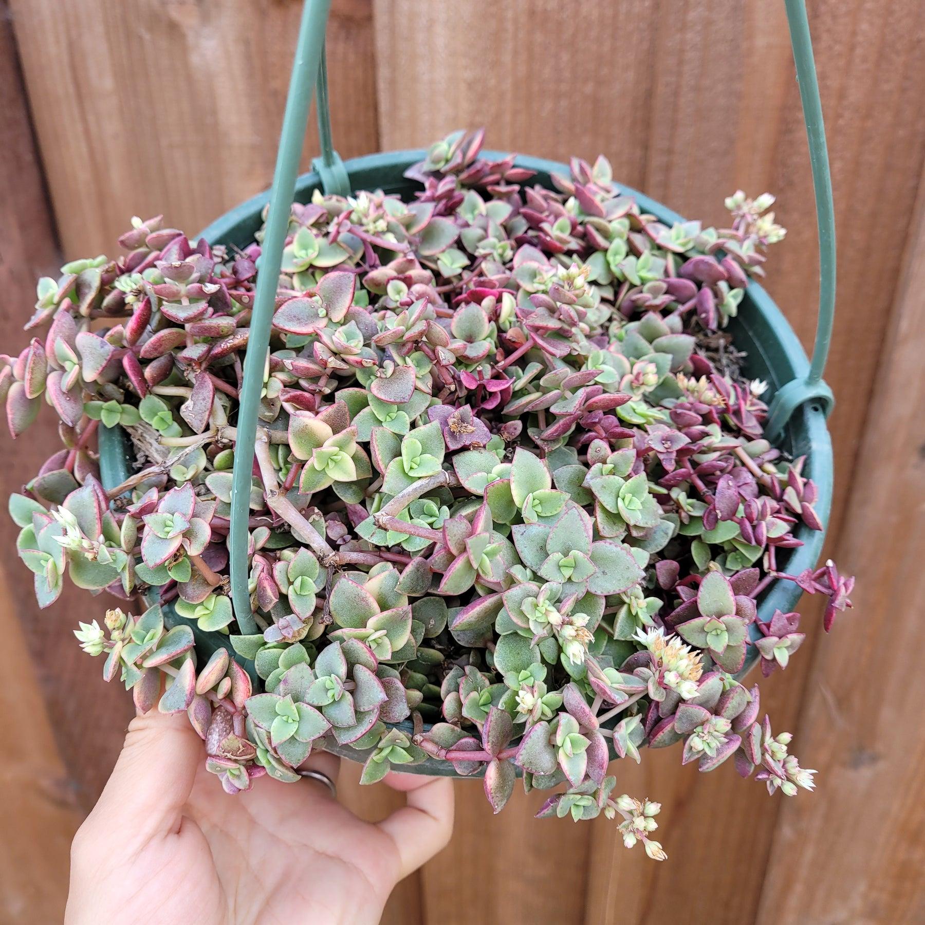 Calico Kitten (Crassula marginalis rubra variegata)