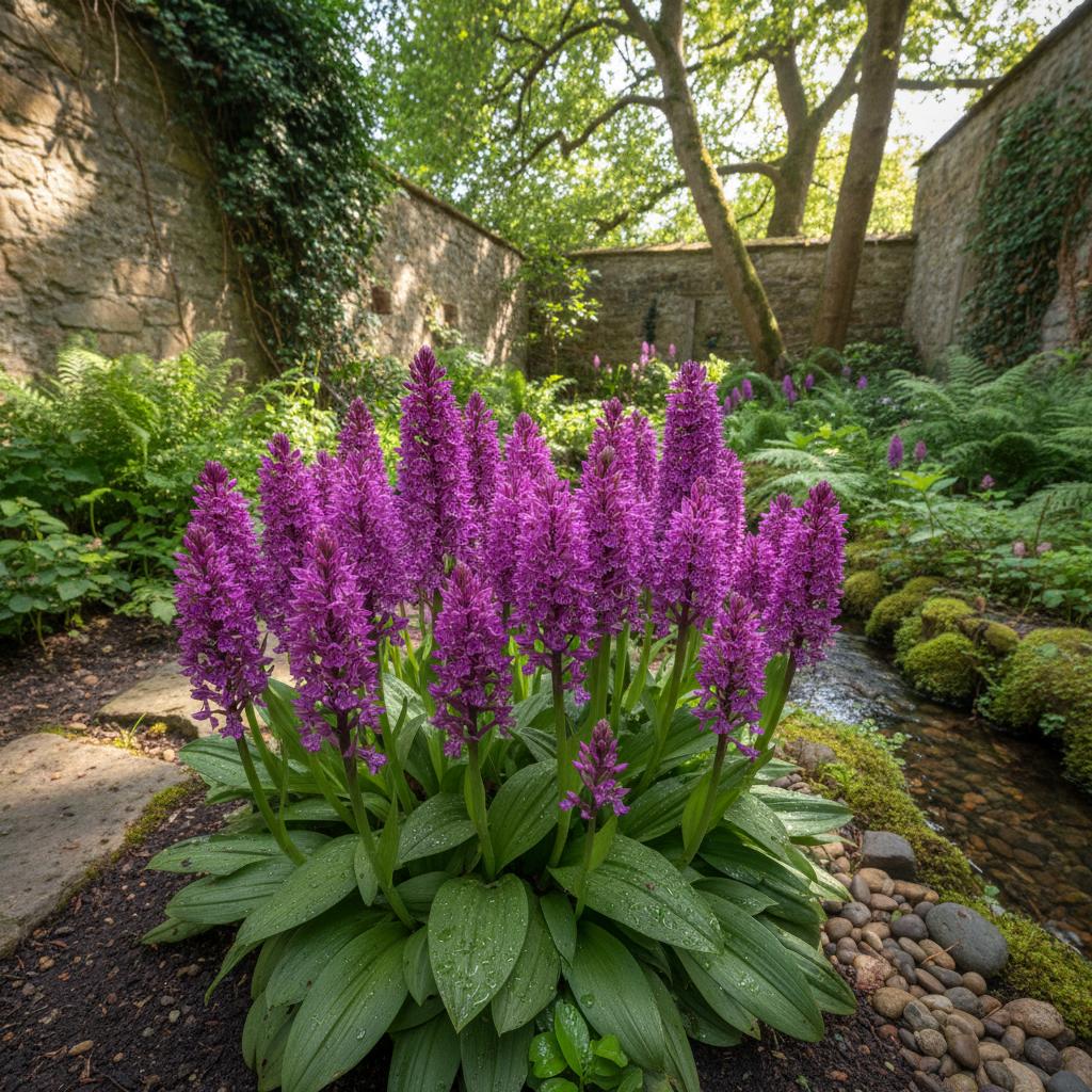 Breitblättriges Knabenkraut (Dactylorhiza majalis)