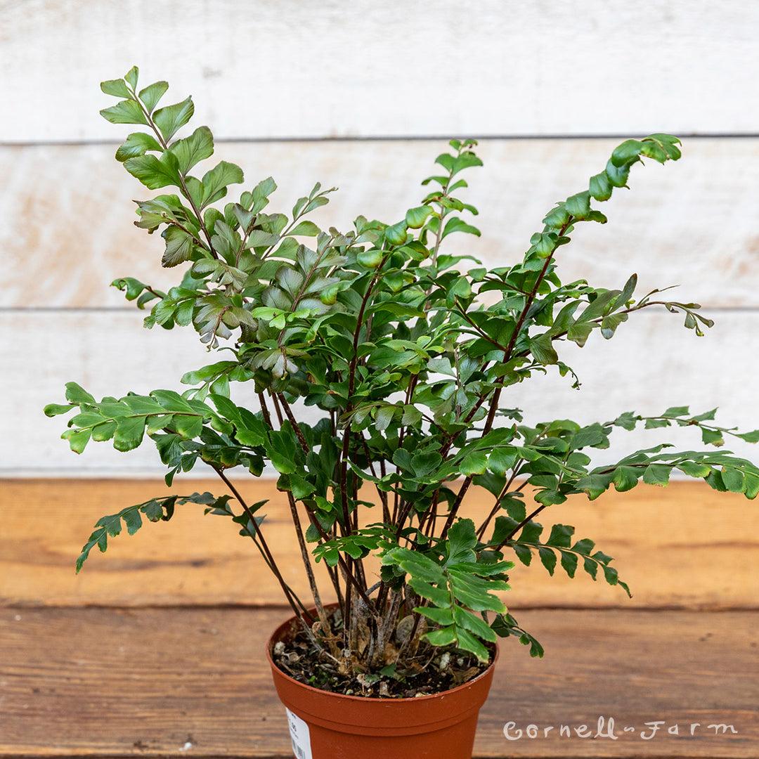 Trunkierter Jungfernhaarfarn (Didymochlaena truncatula)