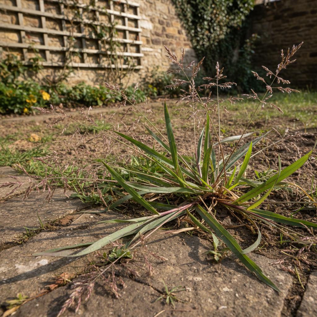 Hühnerhirse (Digitaria sanguinalis)