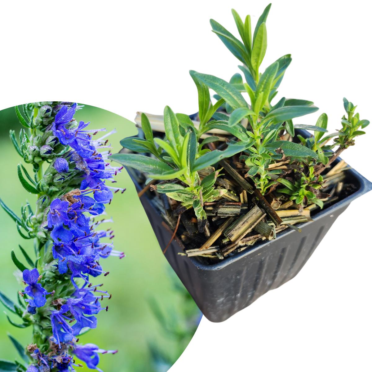 Mexikanisches Wermutkraut (Dysphania ambrosioides)