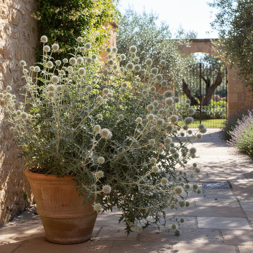 Stacheliger Kugeldistel (Echinops spinosissimus)