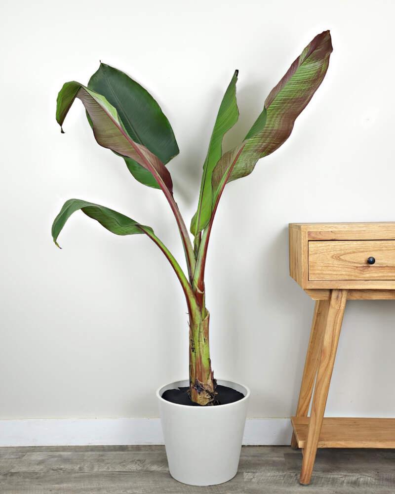 Rote Abessinische Banane (Ensete ventricosum maurelii)