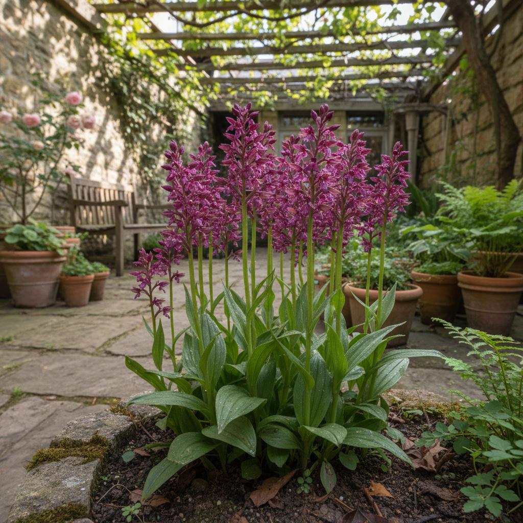 Dunkelrote Stendelwurz (Epipactis atrorubens)
