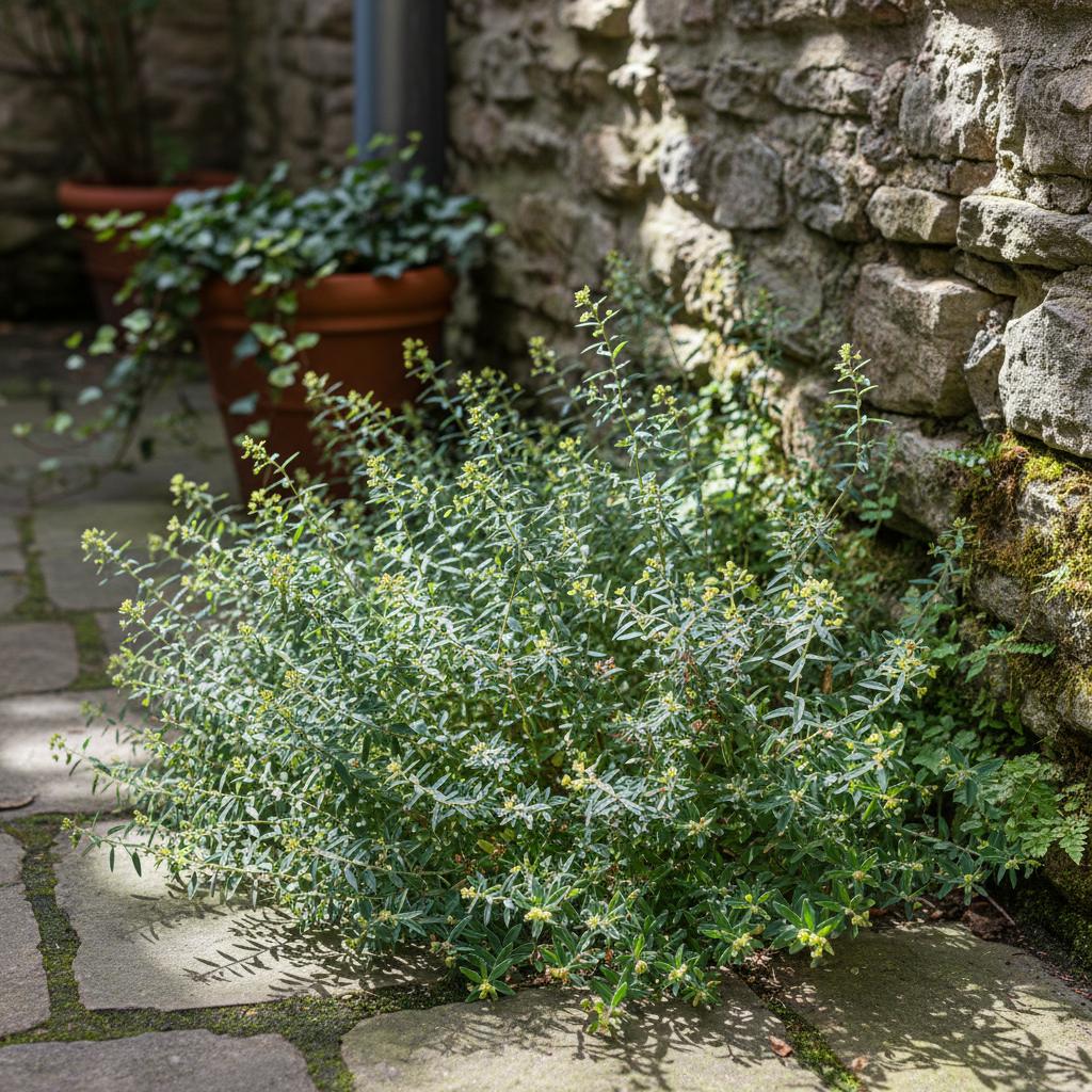 Kleiner Wolfsmilch (Euphorbia exigua)