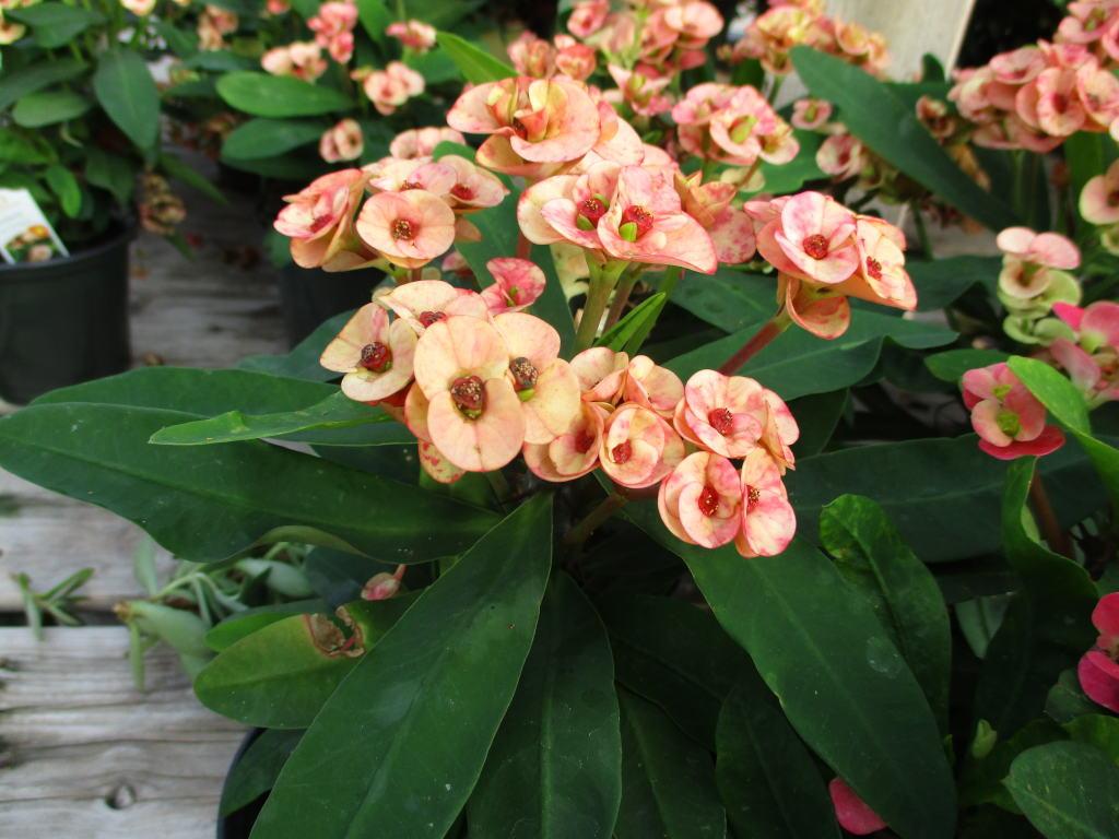 Christusdorn (Euphorbia milii)