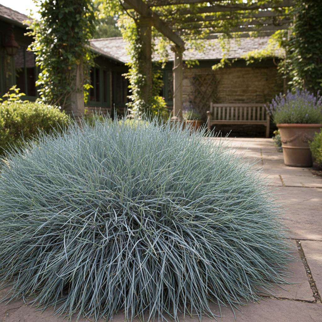 Blauschwingel (Festuca glauca)