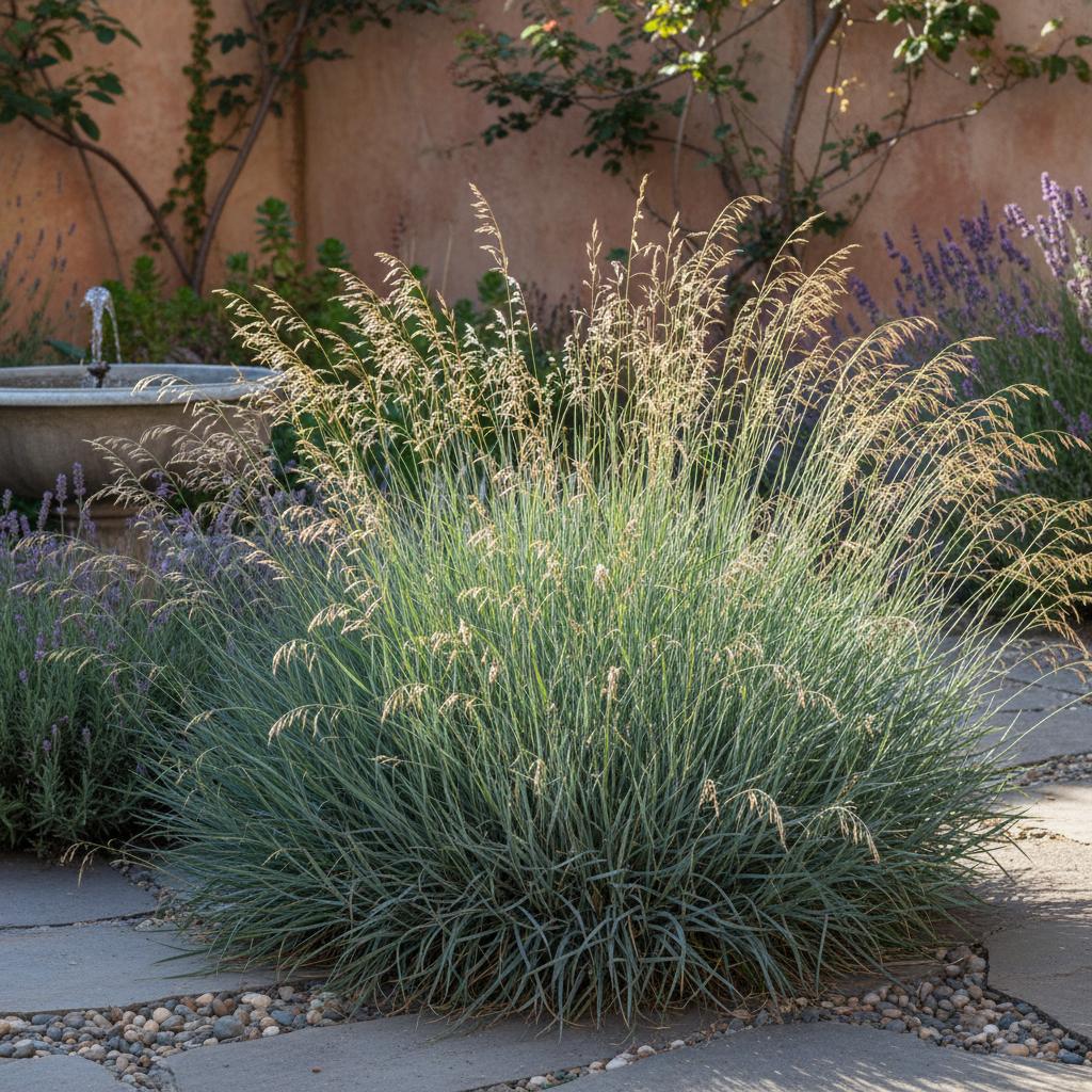 Schaf-Schwingel (Festuca ovina)