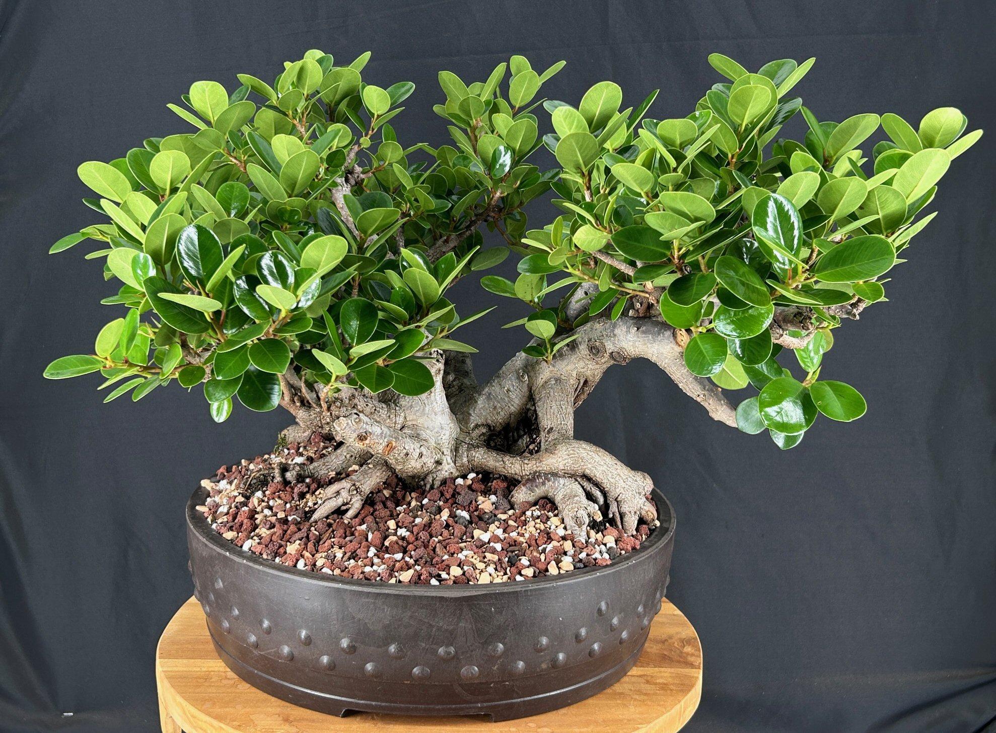 Grüne Insel Feige (Ficus microcarpa 'Green Island')
