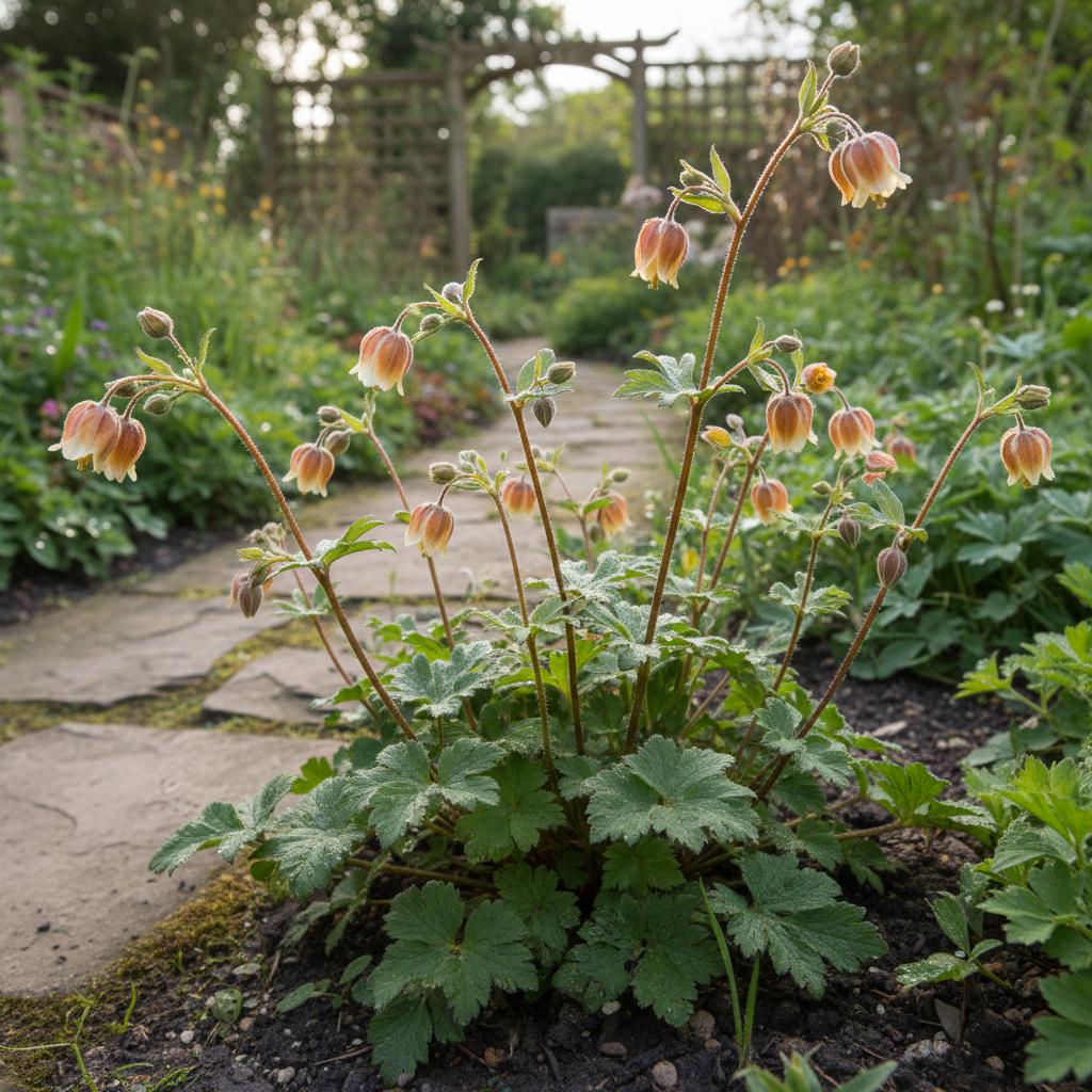 Bach-Nelkenwurz (Geum rivale)