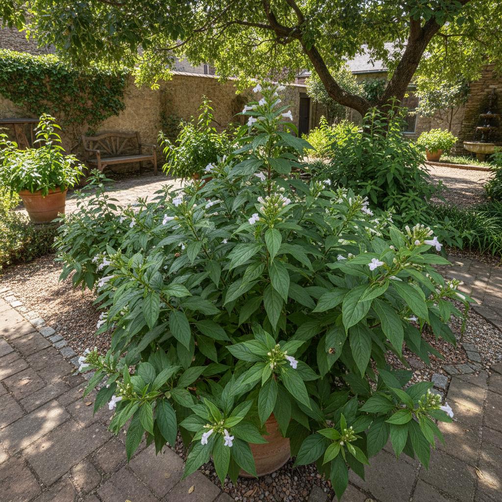 Bitteres Blatt (Gymnanthemum amygdalinum)