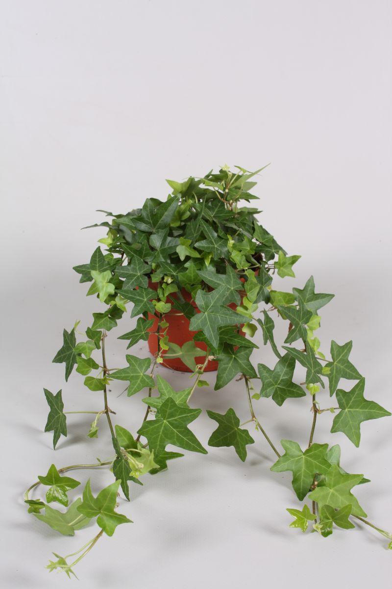 常春藤（匹茲堡品種） (Hedera helix 'Pittsburgh')