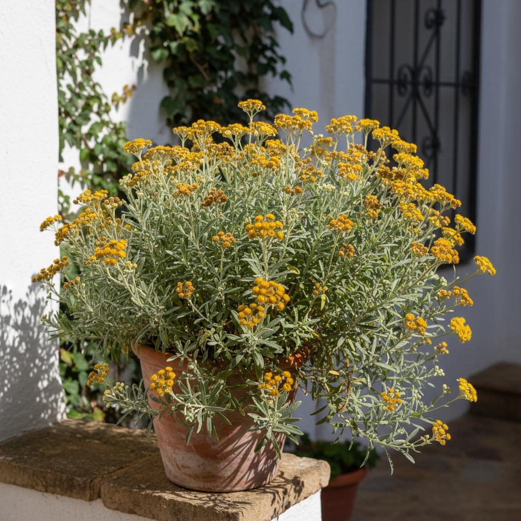 Immortella italiana (Erba immortale) (Helichrysum italicum)