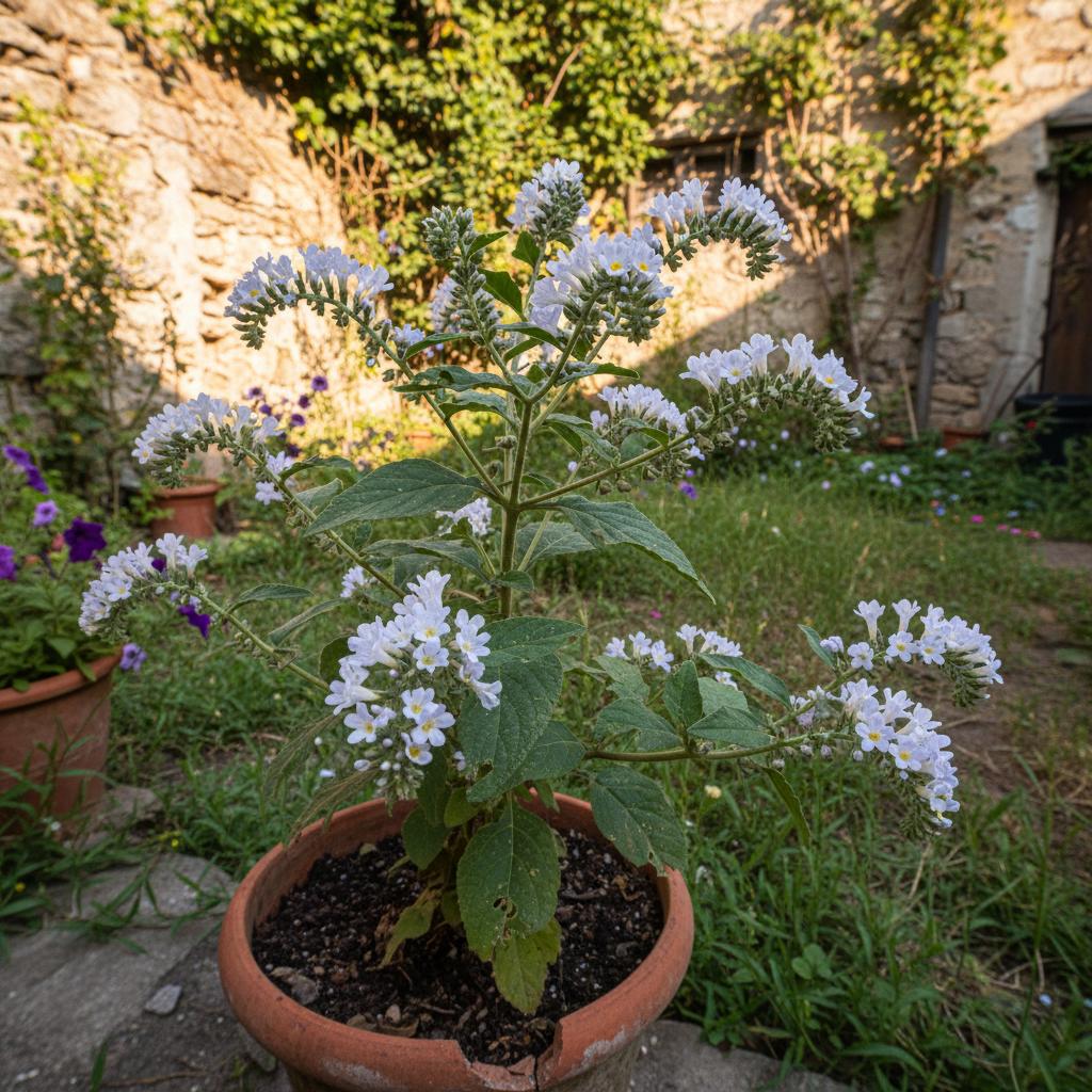 Elicotropio indiano (Elicotropio selvatico) (Heliotropium indicum)