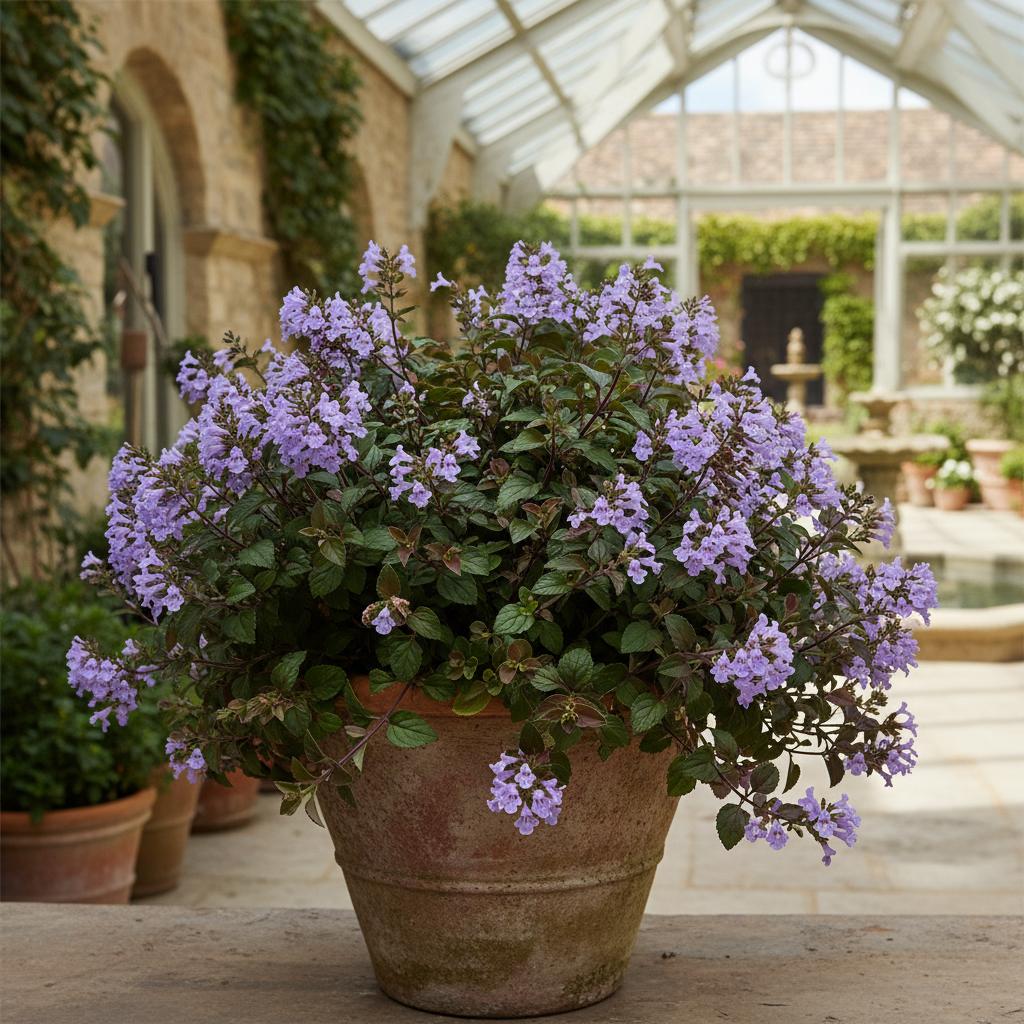 Hemizygia ibrido (Hemizygia Hybrid)