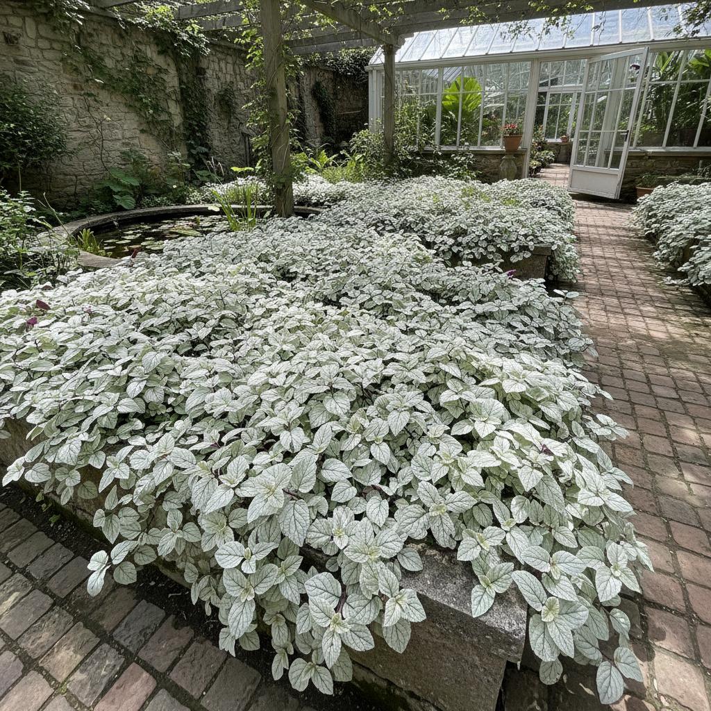 Alternierende Schattenblume 'Snow White' (Hemigraphis alternata 'Snow White')