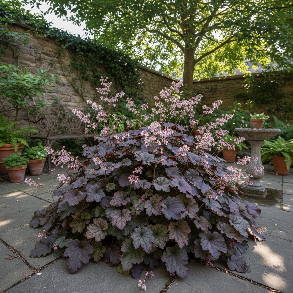 Heuchera 'Palace Purple' (Heuchera viola di Palazzo) (Heuchera micrantha var. diversifolia 'Palace Purple')